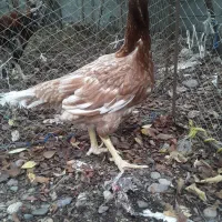 مرغ لاری|حیوانات مزرعه|رشت, فلسطین|دیوار