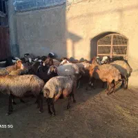 ۳۰ رس میش|حیوانات مزرعه|خنداب, |دیوار