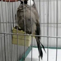 دم زرد اهوازی