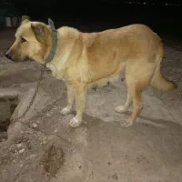 سگ البای تورکنمی