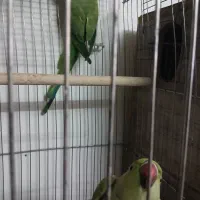 طوطی ملنگو.برزیلی.مرغ عشق