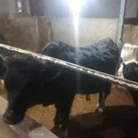 گوساله نر|حیوانات مزرعه|پل سفید, |دیوار