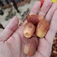 خرمای زاهدی (زی)