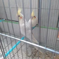 فروش یک جفت عروس هلندی لوتینو