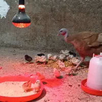 بوقلمون و جوجه بهترین نژاد|حیوانات مزرعه|بروجرد, |دیوار