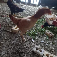 مرغ