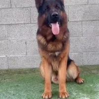توله دو ماهه شولاین کیفیت A+ ،سگ German shepherd|سگ|تهران, ارم|دیوار