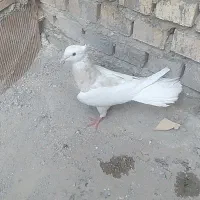 ۵۰۰۰۰۰|پرنده|لیکک, |دیوار
