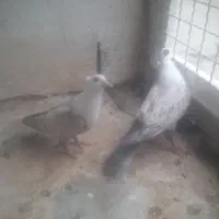 کبوتر رنگه