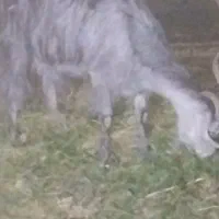 فروش کهره ماده دوقلو زا