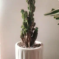 کاکتوس صخره ای|گل و گیاه طبیعی|تهران, علم و صنعت|دیوار