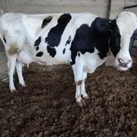 دوراس گاو شیری گوساله دار و آبستن