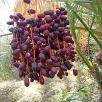 خرماکلوته مضافتی|خوردنی و آشامیدنی|عنبرآباد, |دیوار