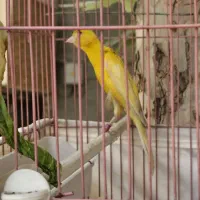 قناری نر|پرنده|تهران, آذری|دیوار