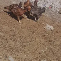 مرغ لاری|حیوانات مزرعه|میانه, |دیوار