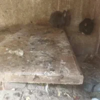 خرگوش|موش و خرگوش|ارومیه, |دیوار