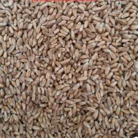 بذر گندم احسان