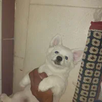 واگذاری سگ شیتزو تیرر ۴ت