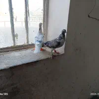 کفتر جفت به شرط تخم هوا