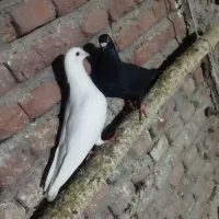 کبوتر مسافتی