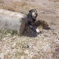 سگ‌پژدر