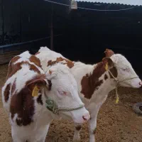 6راس عروسک سیمینتال|حیوانات مزرعه|آزادشهر, |دیوار