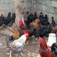 فروش تخم مرغ تازه محلی واقعی کاملا سالم و مقوی|خوردنی و آشامیدنی|رشت, گلسار|دیوار