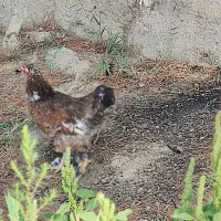 مرغ برهما