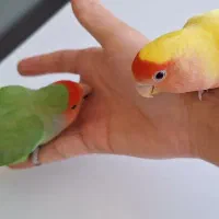 جفت طوطی برزیلی دستی مولد|پرنده|شهرکرد, |دیوار