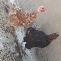 مرغ