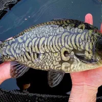 فروش بچه ماهی در شیراز با ارسال رایگان