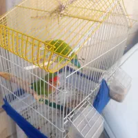 طوطی برزیلی