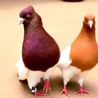 سلام  پرنده  فروشی