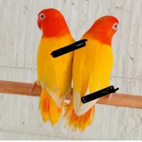 برزیلی، قناری، قفس، گرینچیک|پرنده|رشت, جانبازان|دیوار