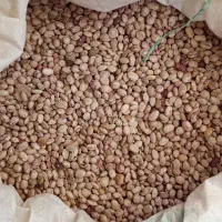 فروش لوبیا چیتی و قرمز کیلوی ۱۵۵و چیتی۲۶۰