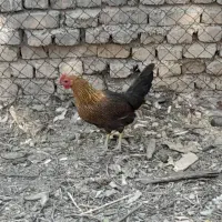 تخم نطفه دار مرغ گلین و لاری تضمینی|حیوانات مزرعه|لواسان, |دیوار