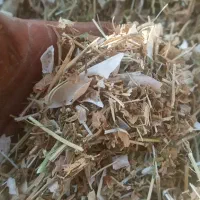 کاه لوبیا چیتی