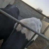 گوساله|حیوانات مزرعه|وحیدیه, |دیوار