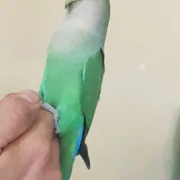 طوطی برزیلی گم بووه