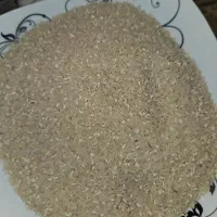 برنج نیم دانه فجر امسالی زیر قیمت|خوردنی و آشامیدنی|پاکدشت, پاکدشت (مامازند)|دیوار