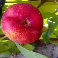 نهال شلیل با کیفیت و تضمینی