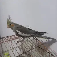 ۲تا|پرنده|گنبد کاووس, |دیوار