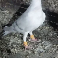 پاکستانی کرمونی|پرنده|تربت‌حیدریه, یحیی آباد|دیوار