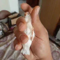 فنج کینگ سهره گلبسر سینه سرخ کبوتر گلدین برزیلی|پرنده|سمنان, |دیوار