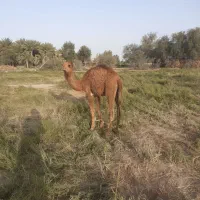 شتر|حیوانات مزرعه|راور, |دیوار