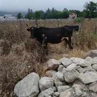 معاوضه گاو با خودرو شما|حیوانات مزرعه|کلاردشت, |دیوار