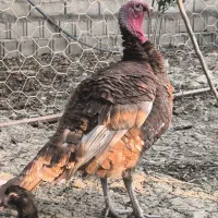 بور بورن هلندی|حیوانات مزرعه|قائمشهر, |دیوار