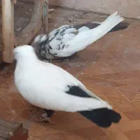 کبوتر رنگی ۳عدد دم سیاه وکبود ماده