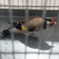 جوجه عروس هلندی/سهره/سهره قناری/قفس|پرنده|پاکدشت, پاکدشت (مامازند)|دیوار