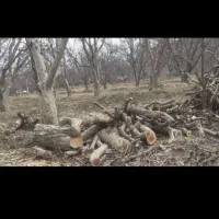 خرید چوب درباغ|خدمات باغبانی و درختکاری|سلماس, |دیوار